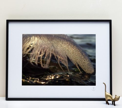 Le Fleuve Royal N°206