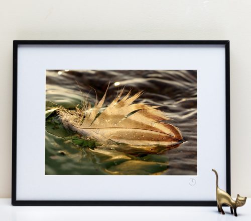 Le Fleuve Royal N°208