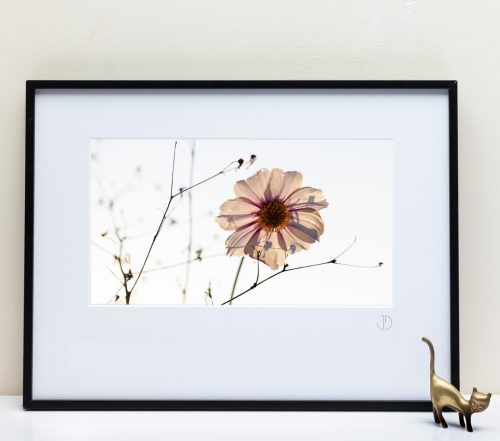 Le Fleuve Royal N° 40