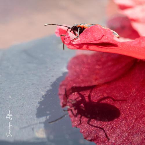 L'insecte et son reflet se regardent