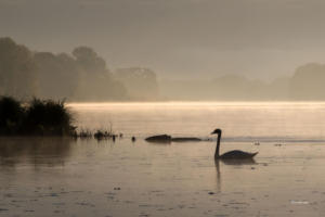 Black Swan