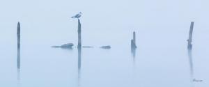 Sentinelle de brume