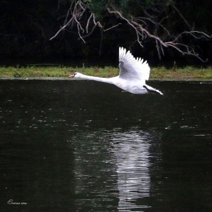 Loire Dame LumièreSainte Gemmes sur Loire. Anjou